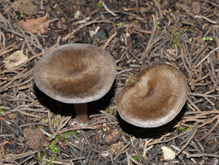 Funghi del freddo (cfr. Entoloma plebejum)
